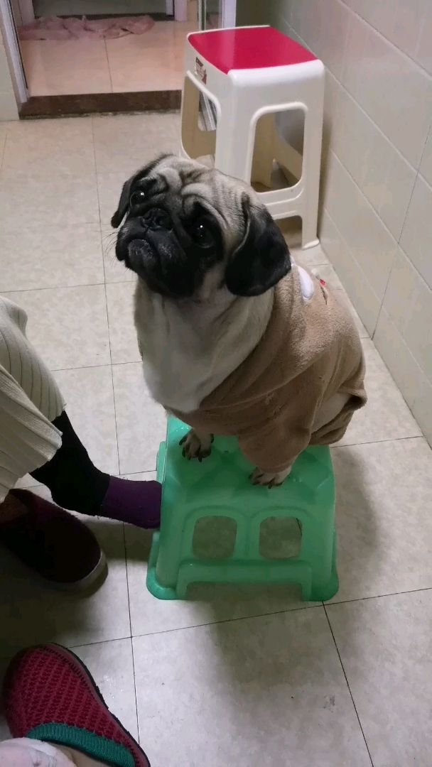 我家萌宠成精了#换个小板凳,终于敢坐上来了