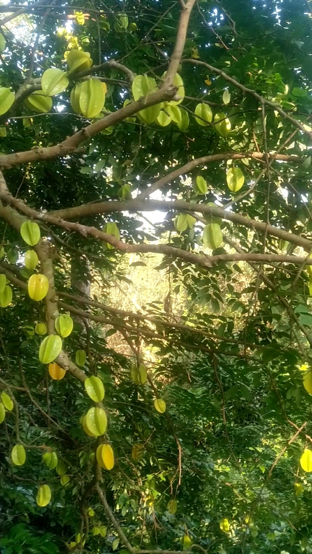 酸杨桃,猪雨特好吃.