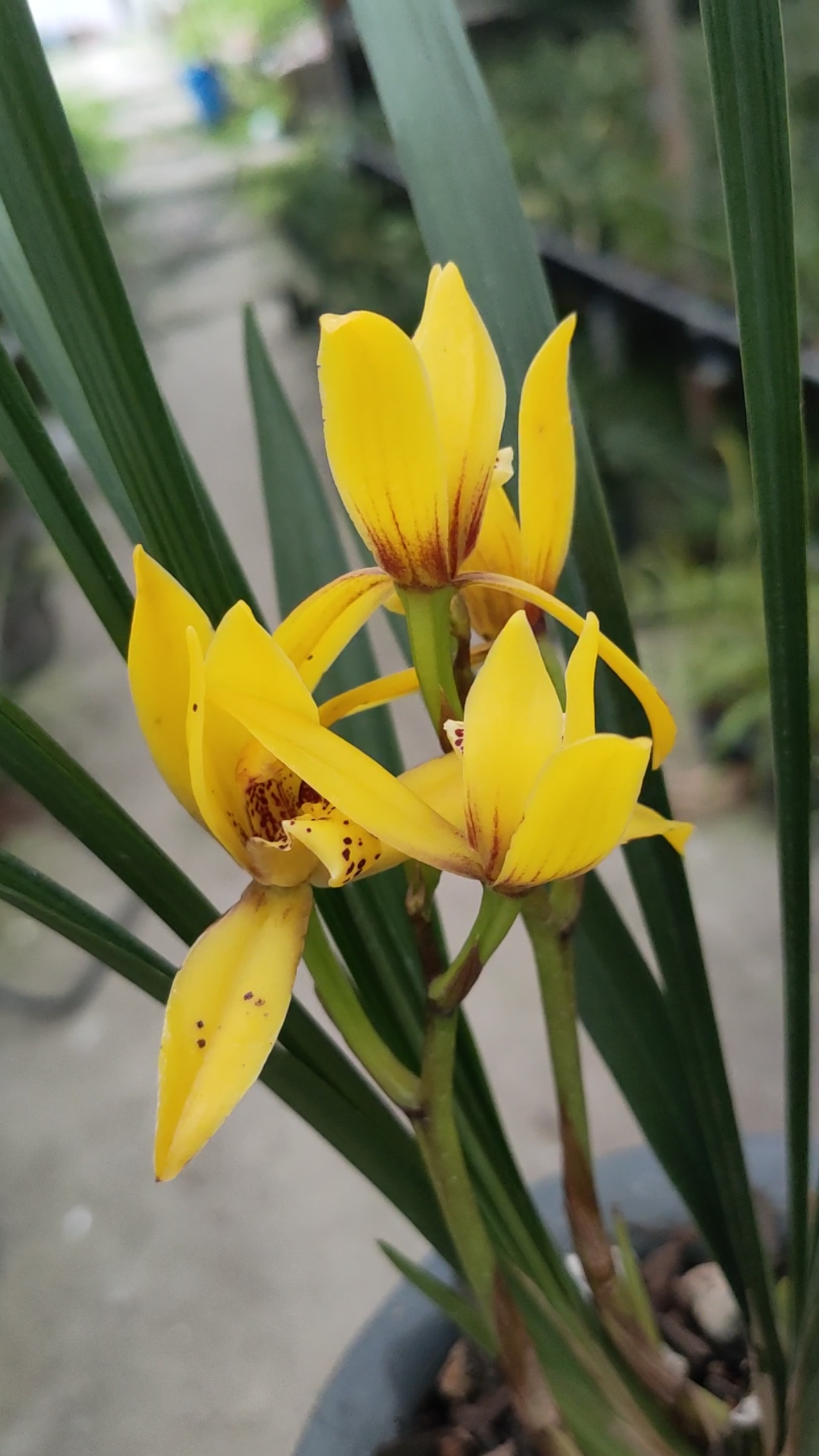 又来一个新品金黄花花色艳丽