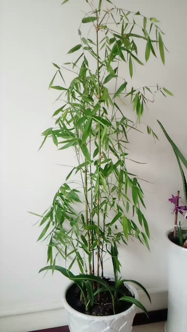 新年到,我的竹子代表节节高升看到者都高升