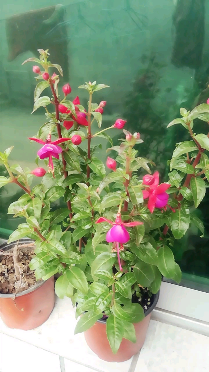 倒挂金钟开花了