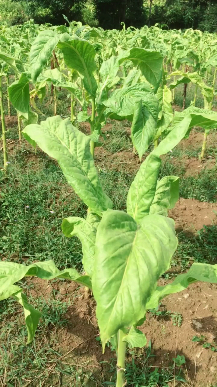 香烟就是用这种植物叶子加工而成的