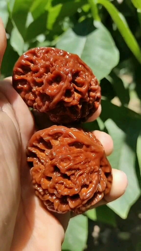 这辈子一定要盘的文玩核桃这个是中国大花官帽