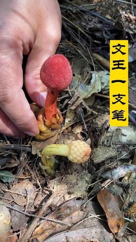 神农四宝文王一支笔我的生活日记神农文王一支笔