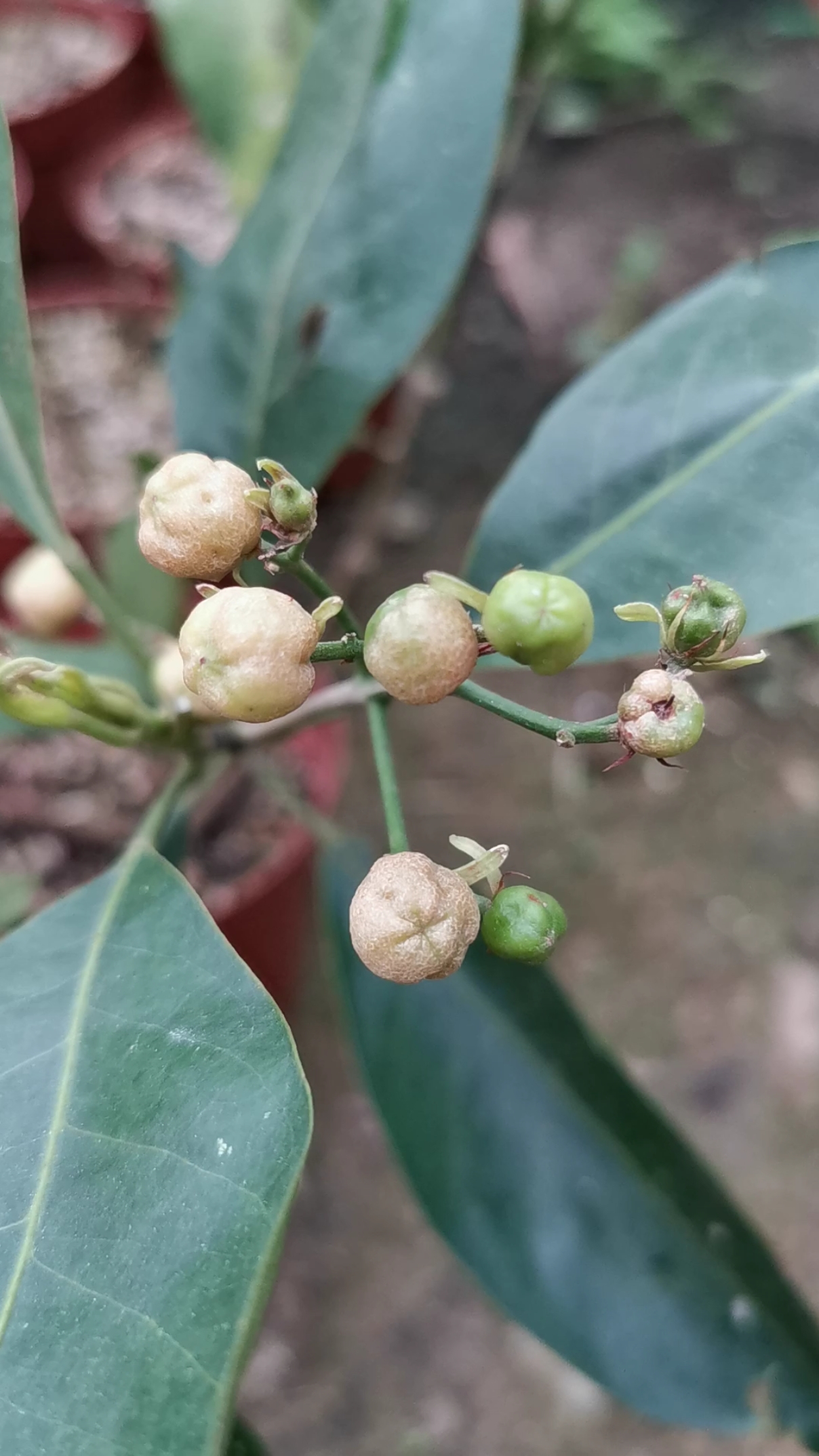 我的小花园#山油柑也叫甜糖子,砂糖果,山柑,石苓舅,降真香,芸香科