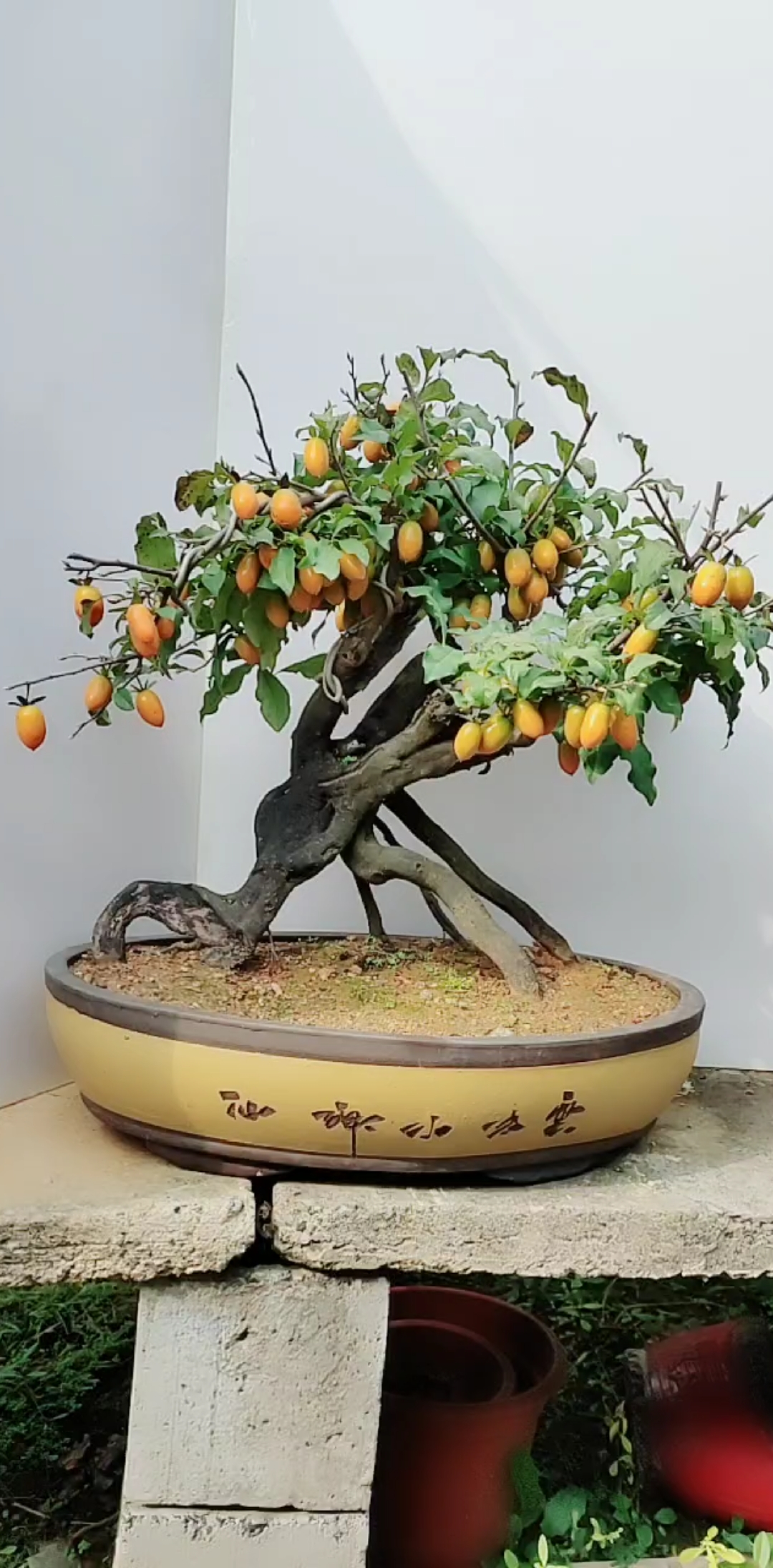 万事如意老鸦柿盆景