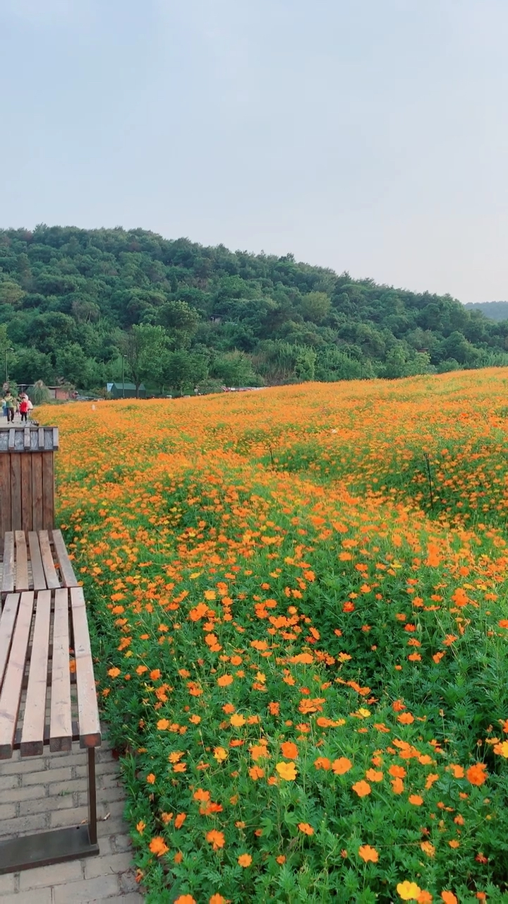 无锡拈花湾  花海