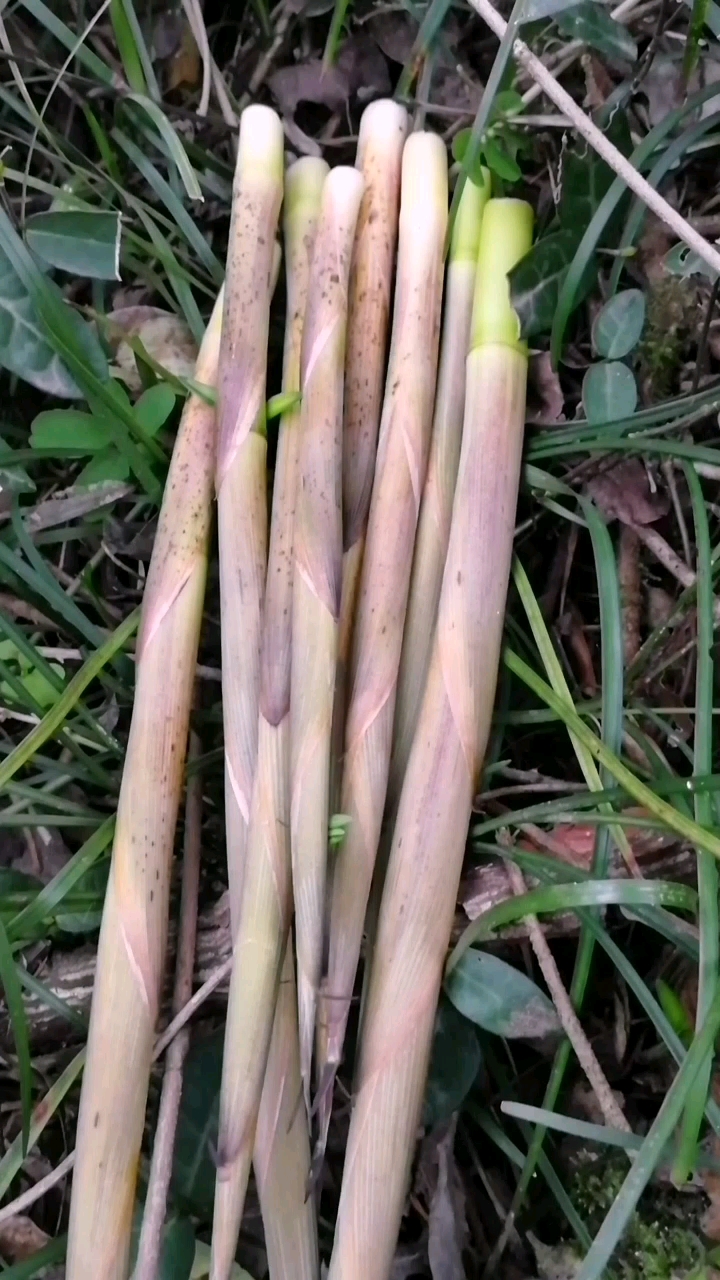 纯正的野生小春笋,有口福了