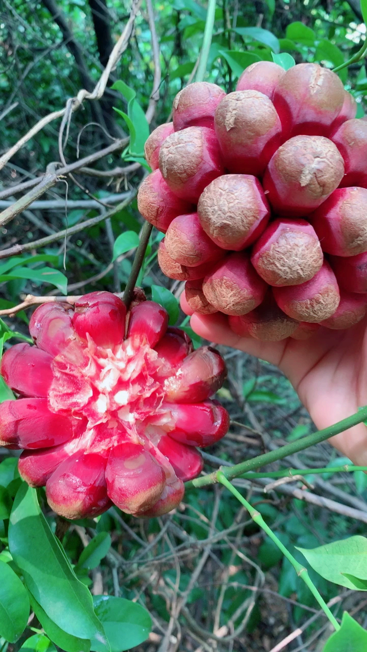 野生水果血藤果