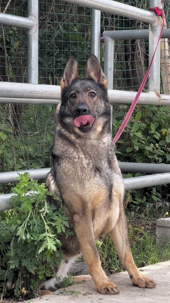 昆明犬#昆明犬工作犬