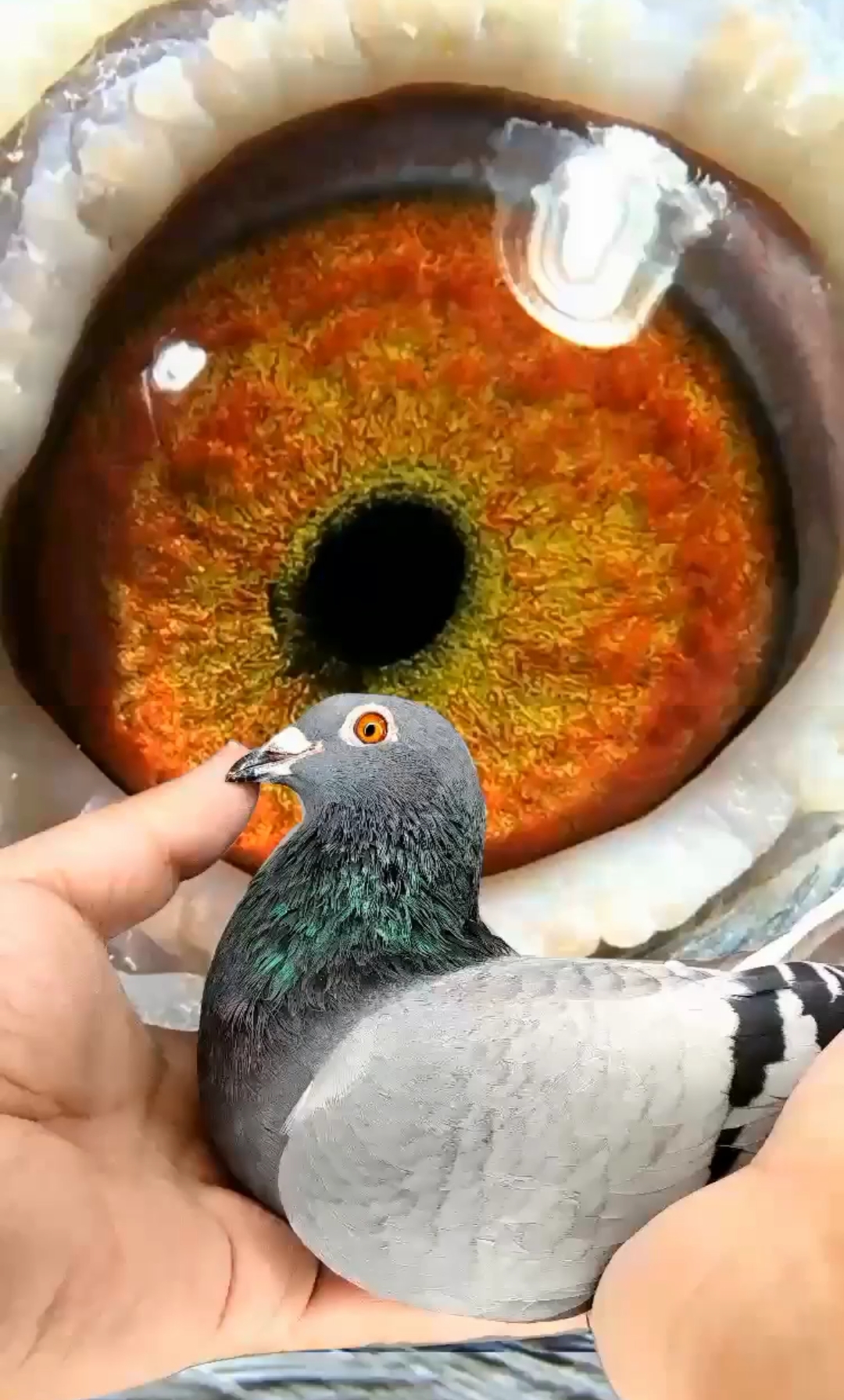 北翔台鸽#鱼鳞灰雌台,黄金白条,19冬北海大灭关,通透性面砂,小瞳孔