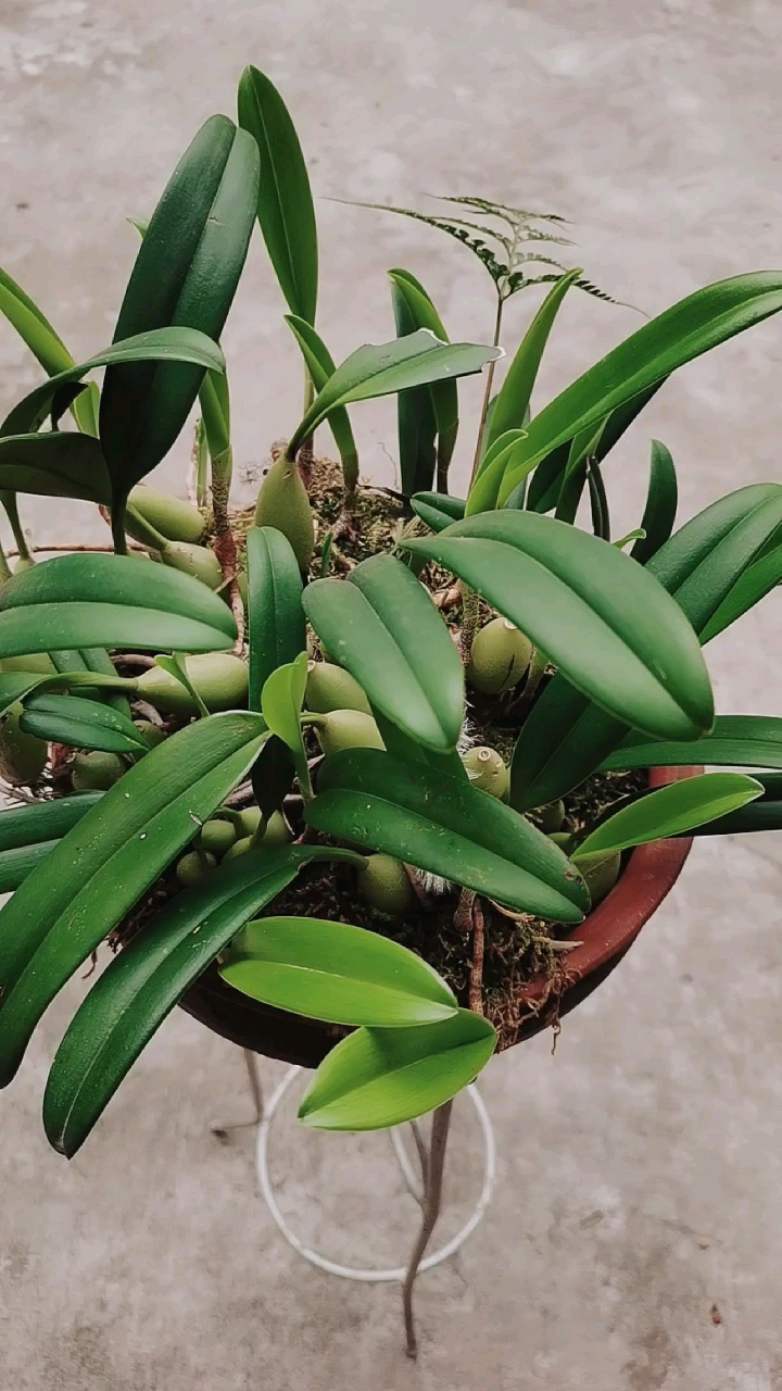 石斛记#非常漂亮的豆豆,可惜不知名