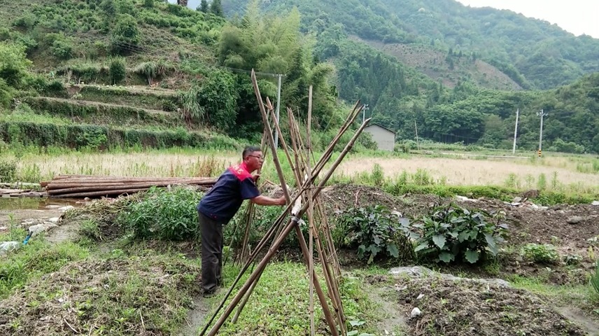 農村大叔這樣搭黃瓜架,簡單直接,關鍵還很方便採摘