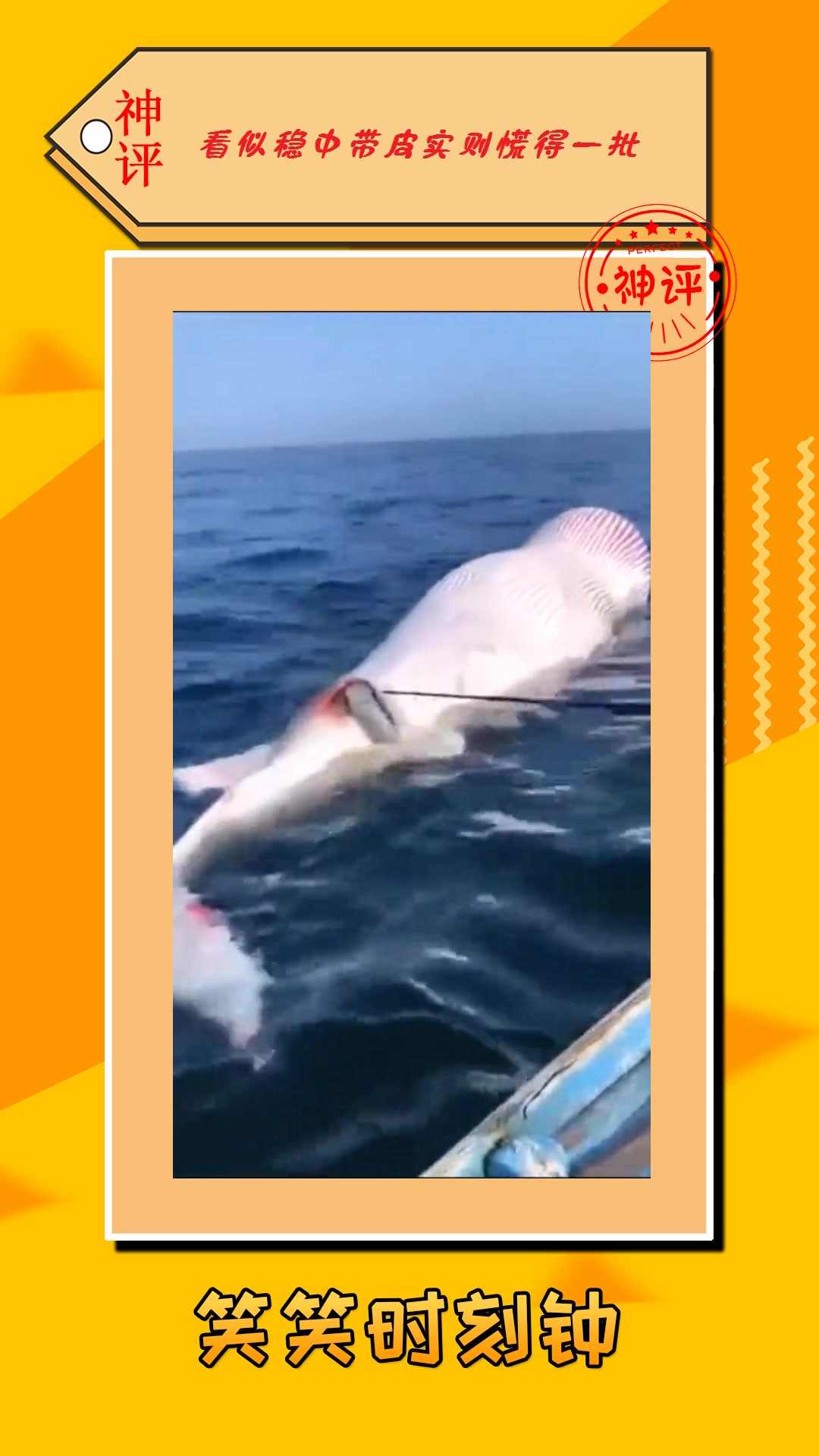 我要上热门#实拍鲸鱼生产,不料它难产了,看得我一阵心惊