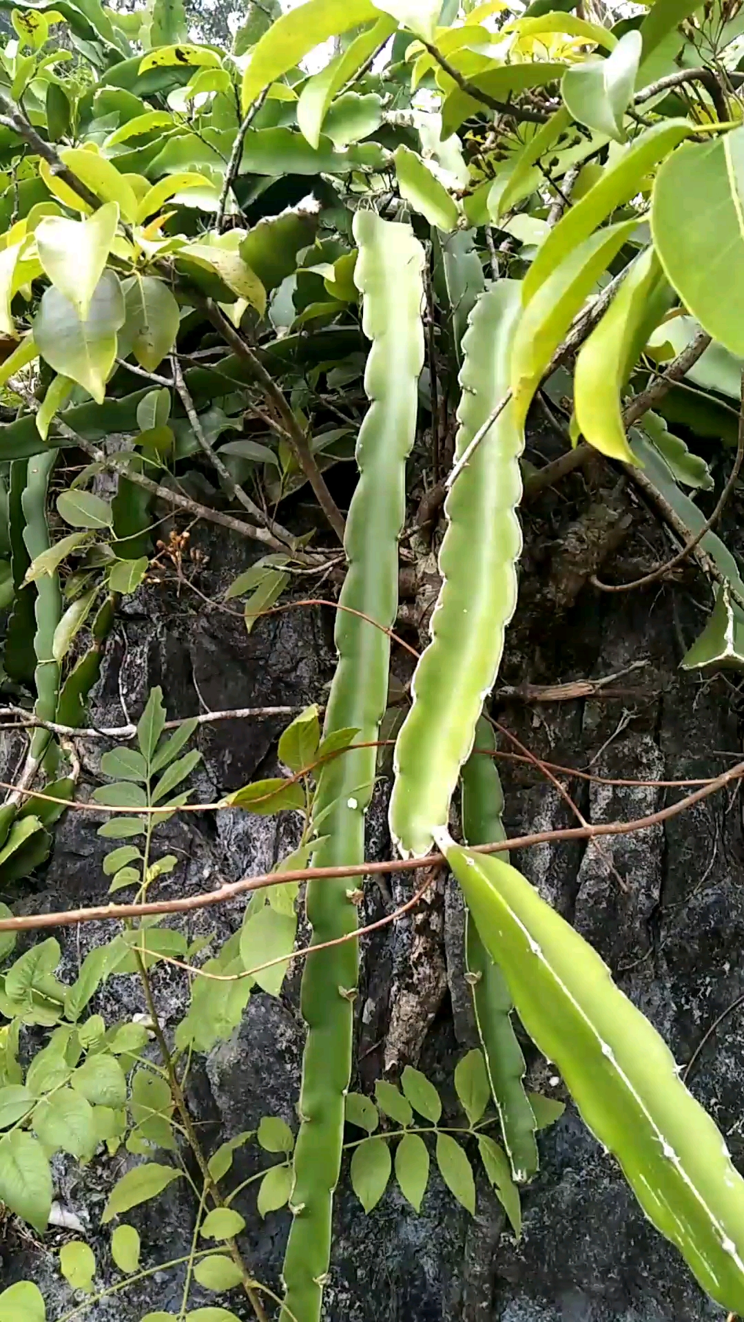 大山里的野生火龙果树