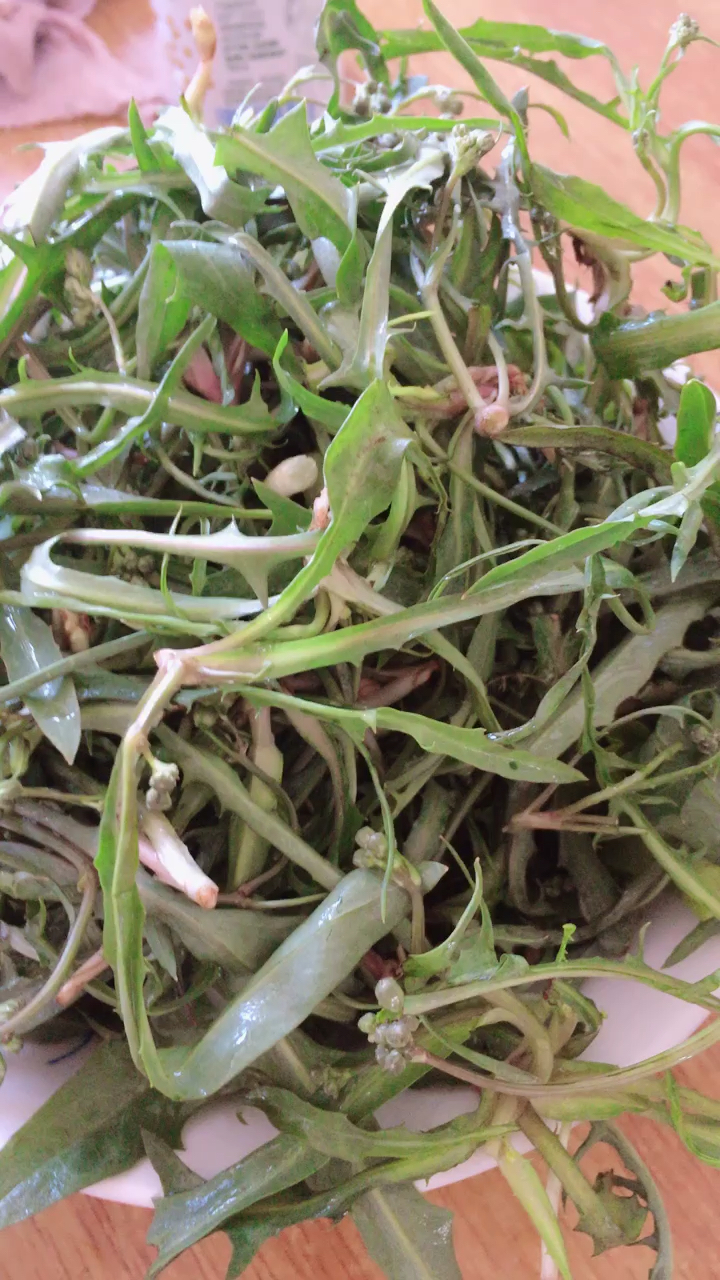 这苦麻菜吃得真过瘾呵呵