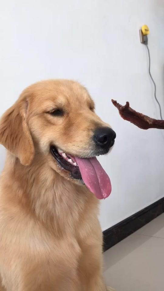 这是一个有味道的视频#金毛 #搞笑 #哈喽啊小金毛