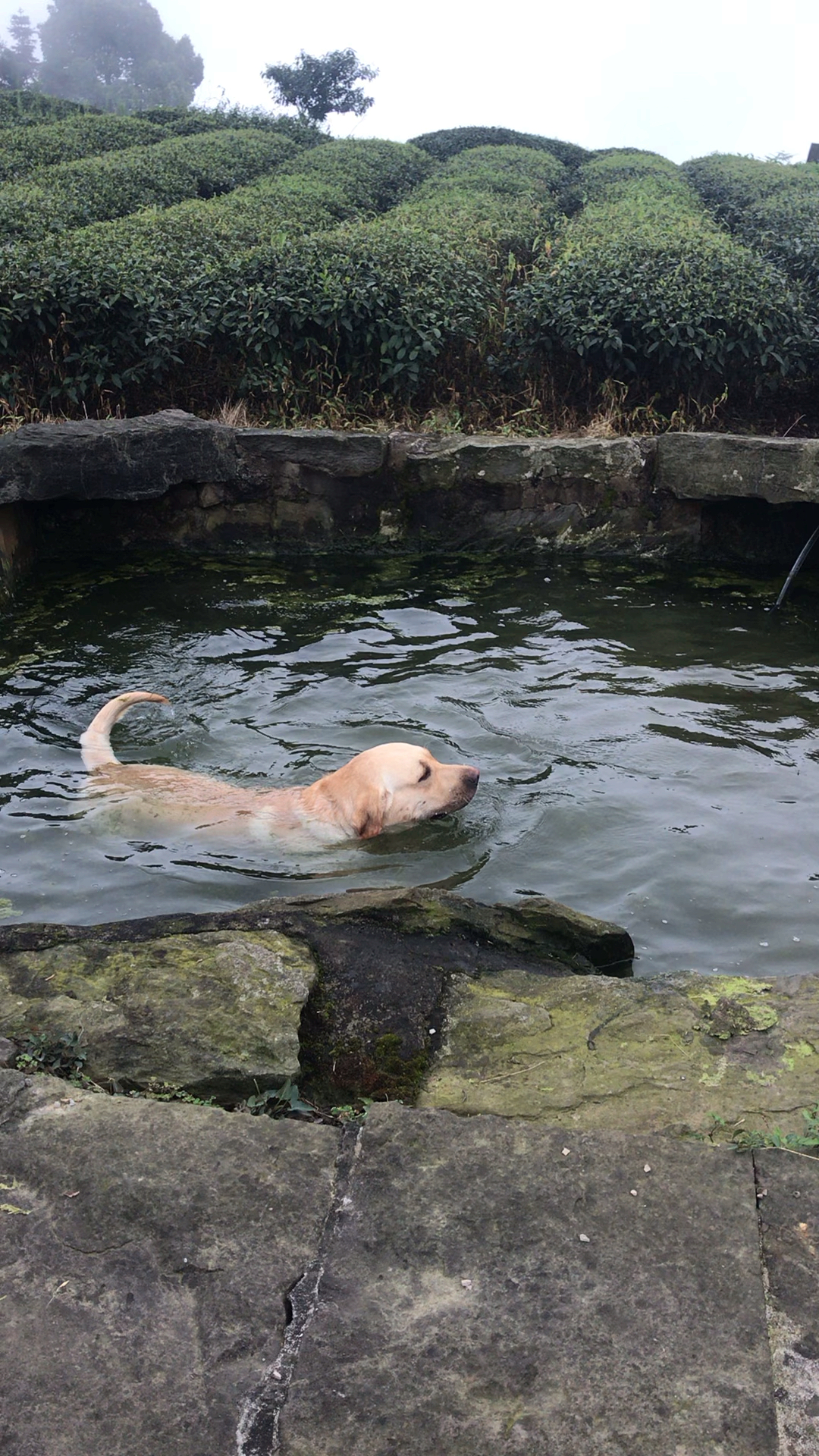 史上最热夏天#粪坑里游泳你见过吗?