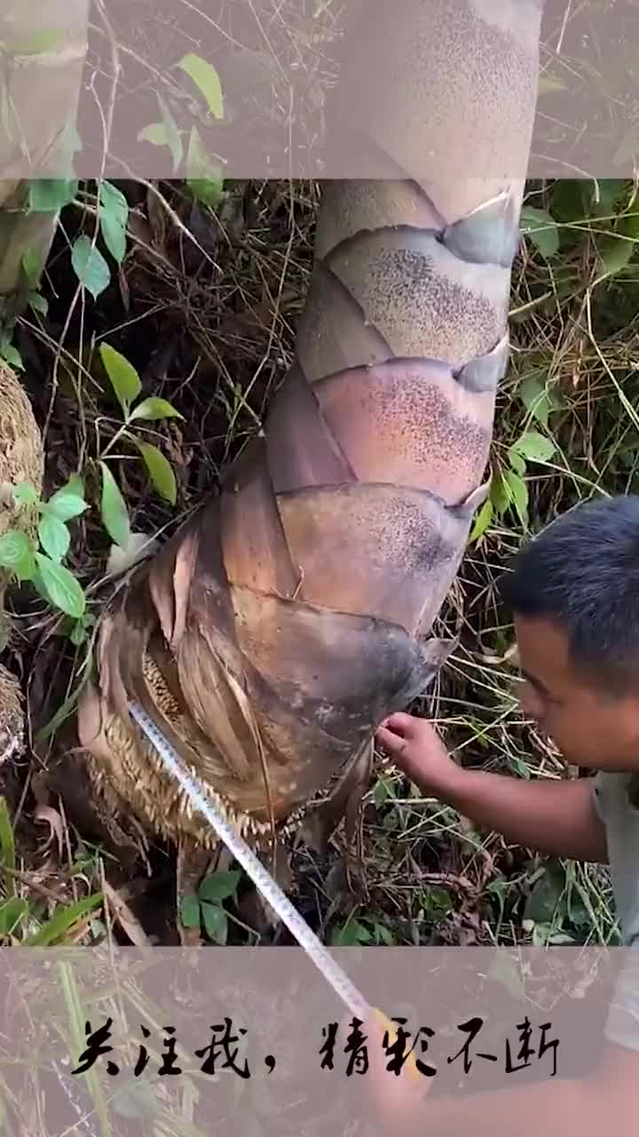 活了50多年,还是第一次见到那么大的竹笋,真是刷新了我的认知