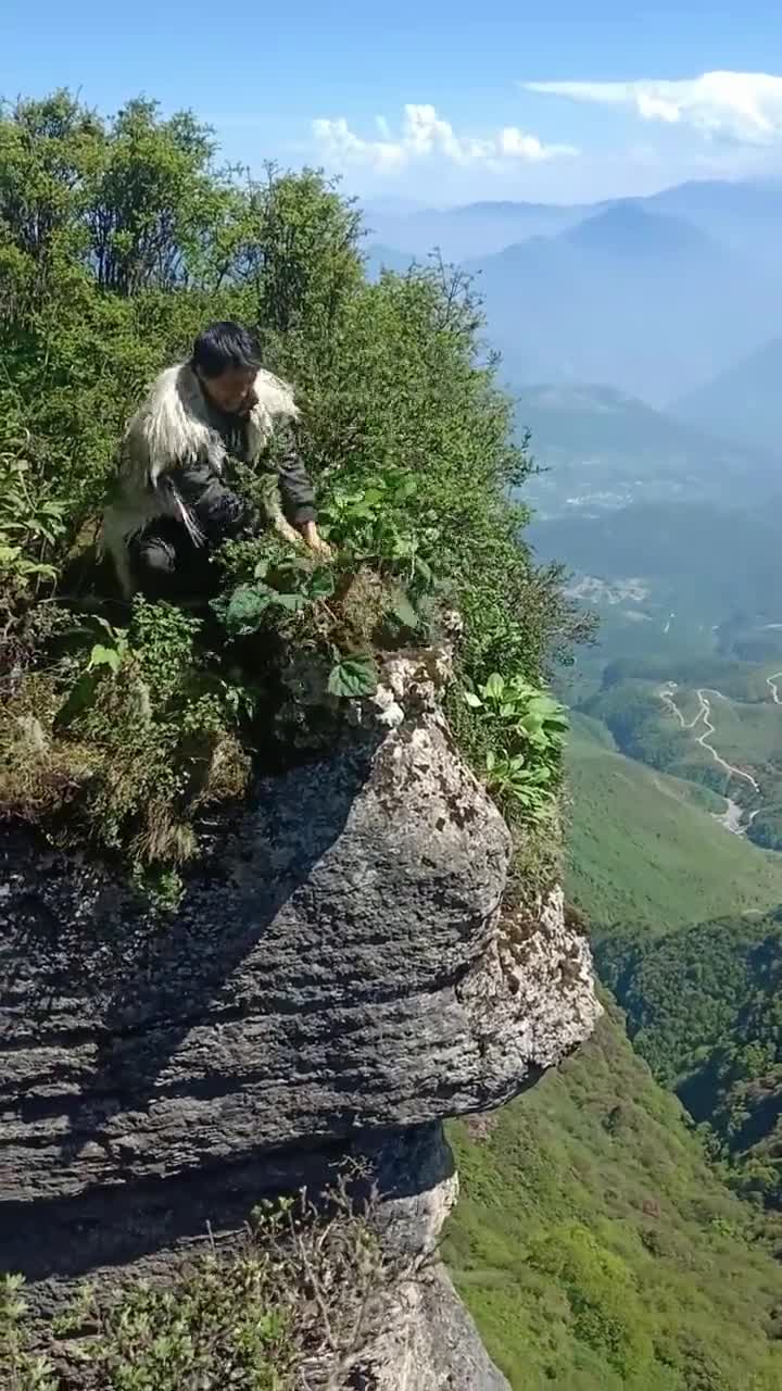 深山采药人千米悬崖绝壁上收获价值不菲奇异草药,看的人头晕目眩