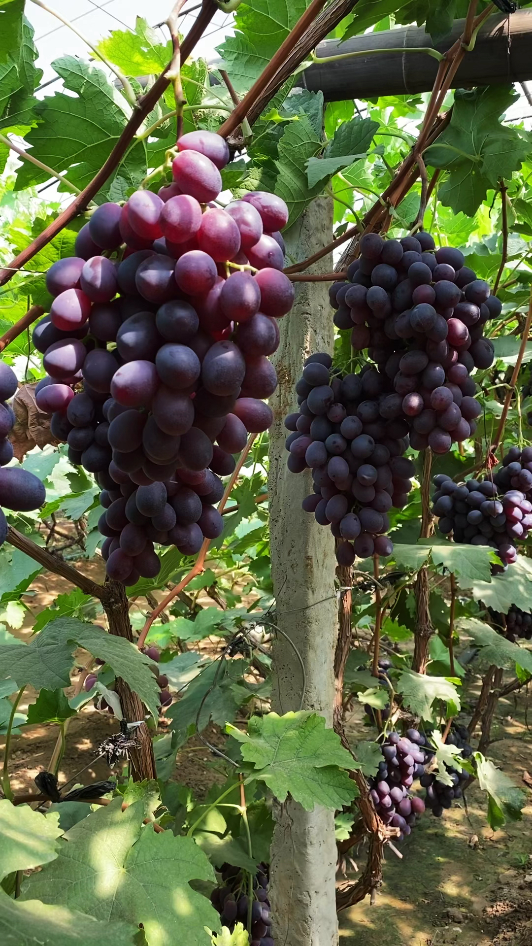 赛红玉葡萄果粒大肉质紧实含糖量-度小视