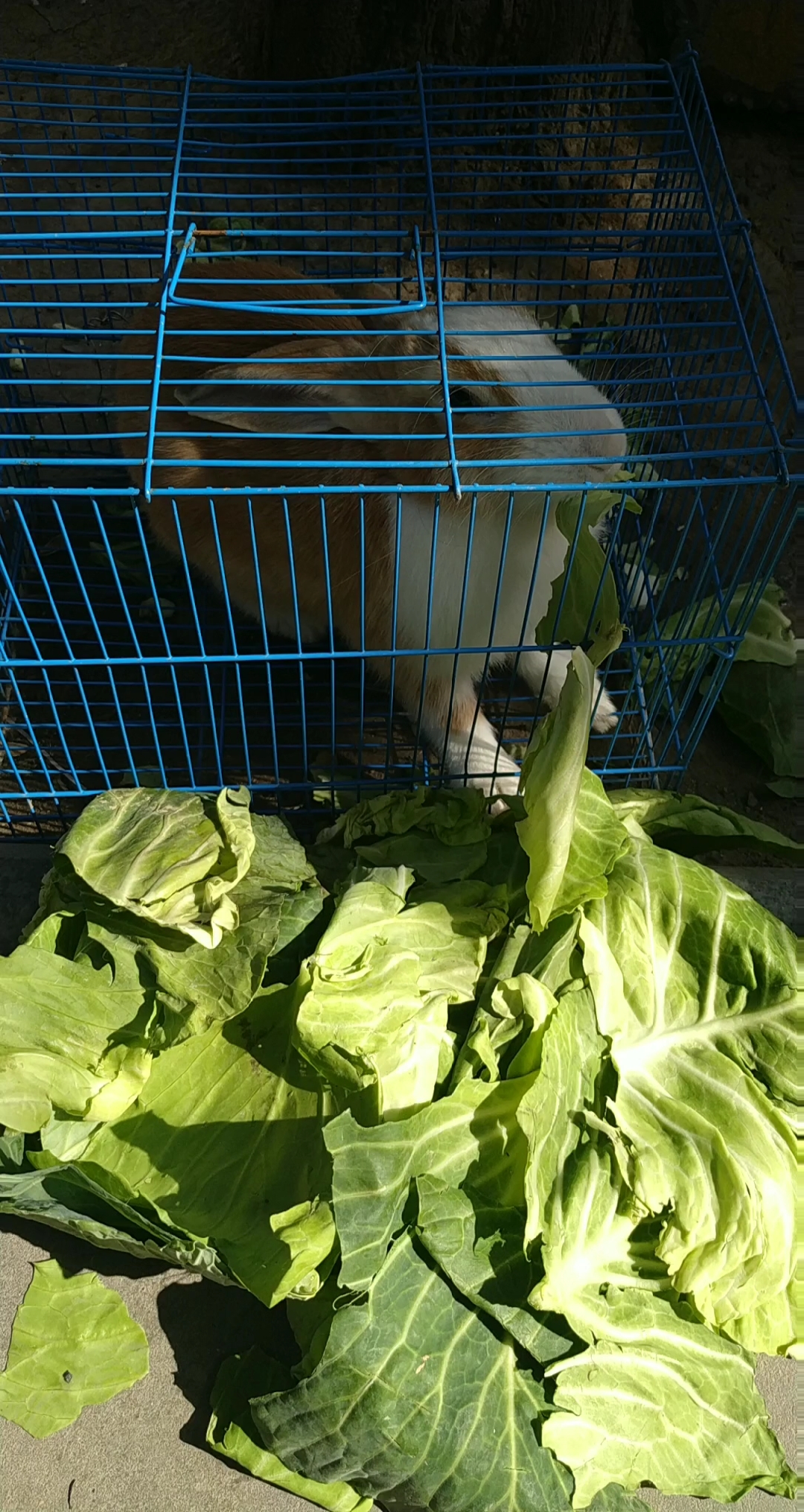 可爱的小兔子在吃青菜叶