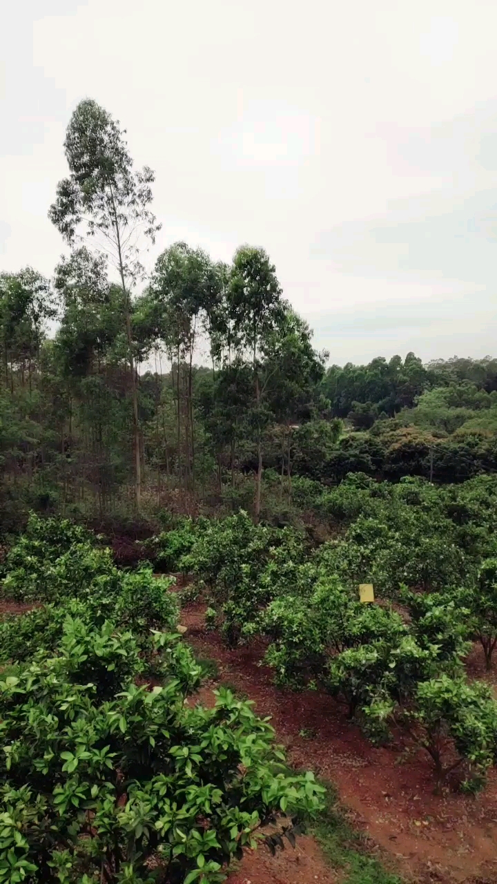 红江橙适合种植地区图片