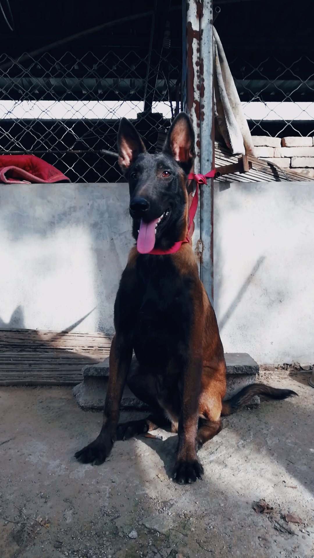 纯种双血统高动力马犬,适合看家护院放牧牛羊