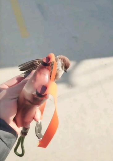 55高压打鸟工具图片价格找192930456q