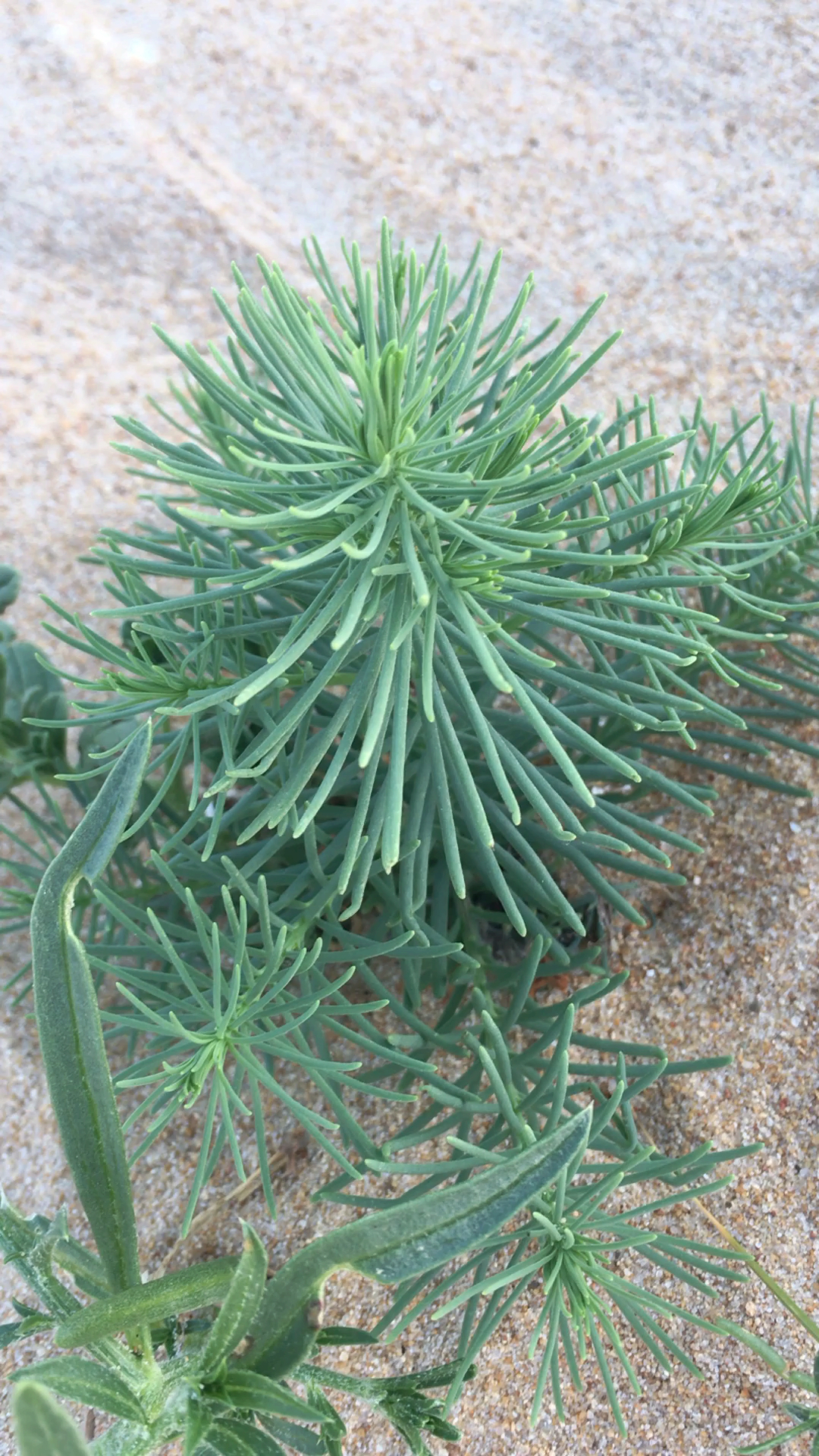 海边碱蓬菜哦,野生的