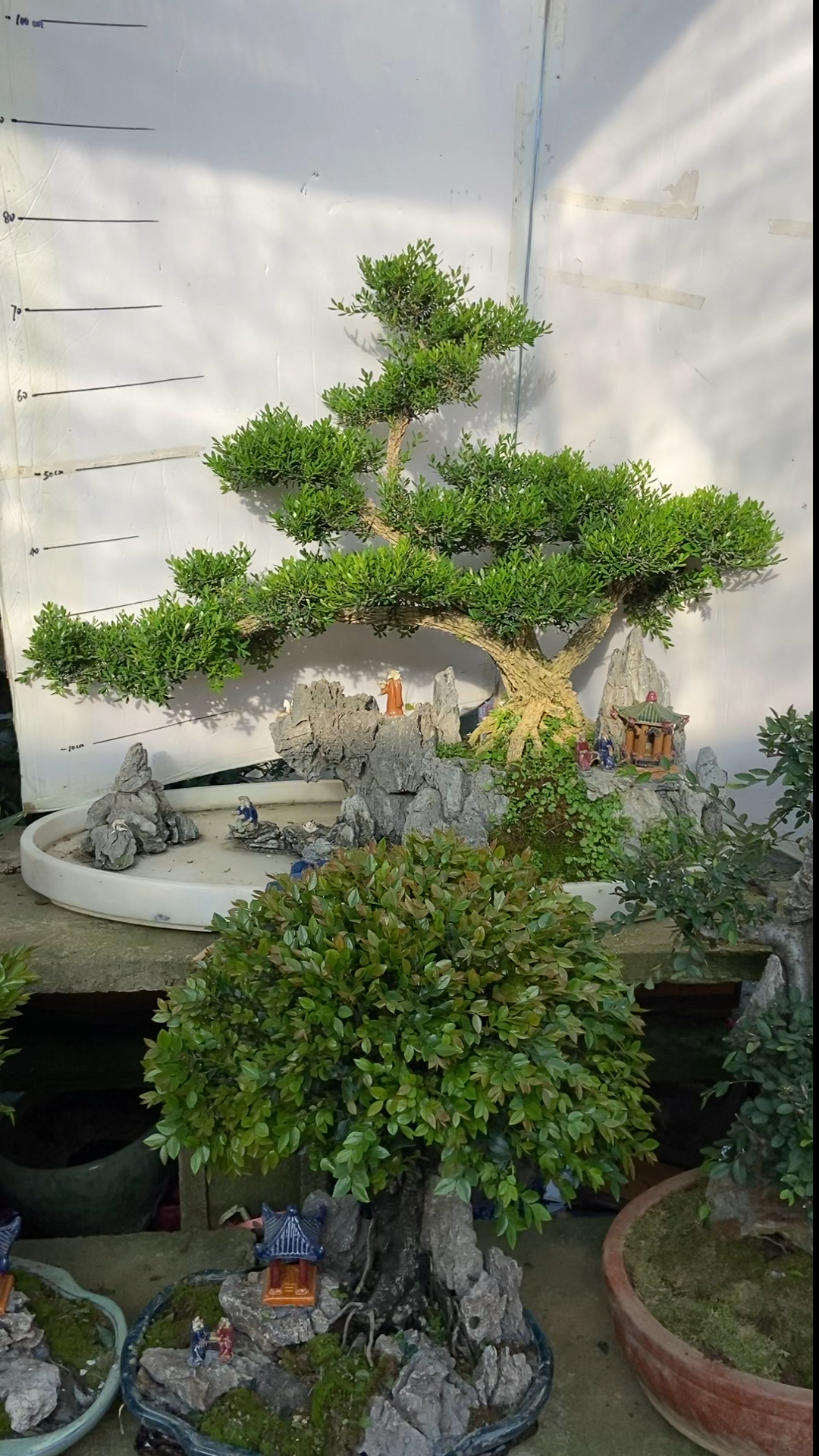 水旱盆景雀舌黄杨!四季长青!