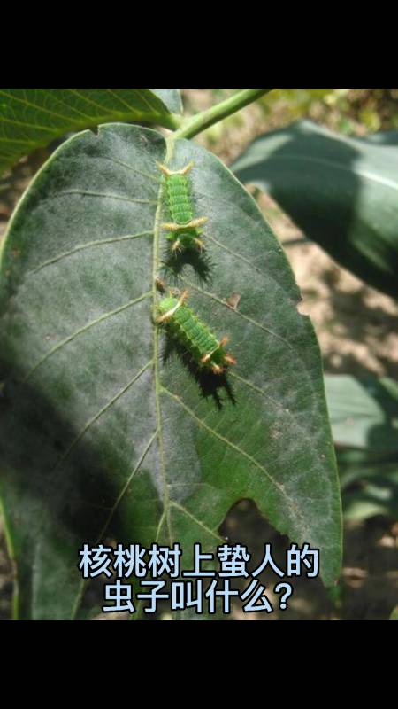 核桃樹上蟄人的蟲子叫什麼?