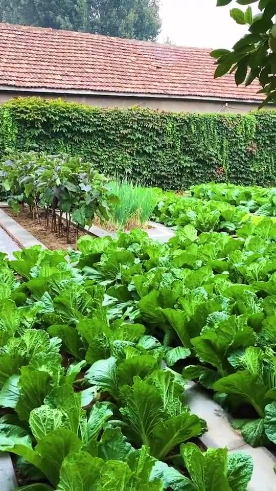 只要用心做,菜园也能成为一道风景线