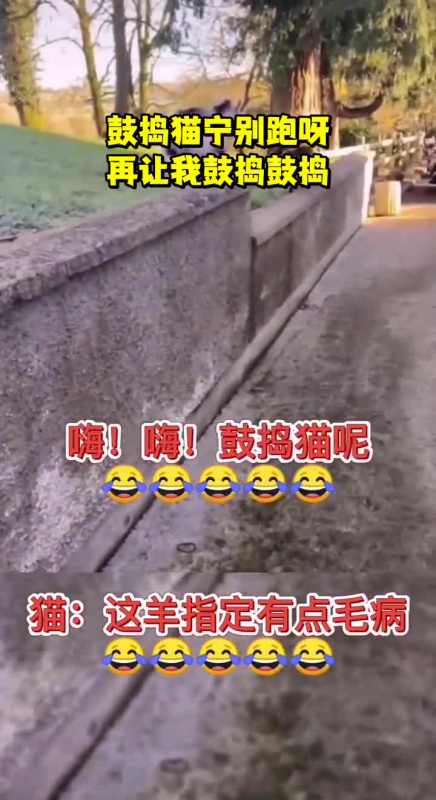 鼓捣猫宁别跑呀再让我鼓捣鼓捣