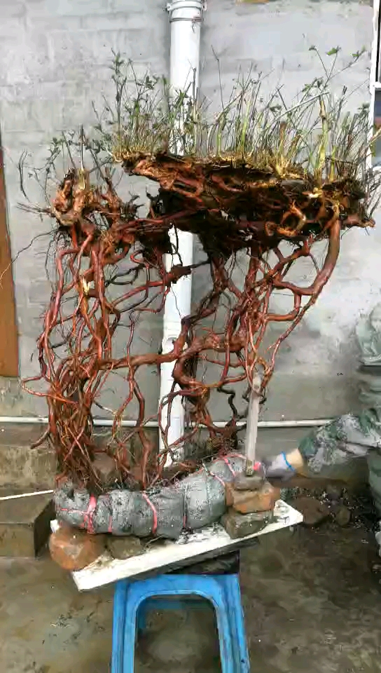 映山红超极大提根古桩