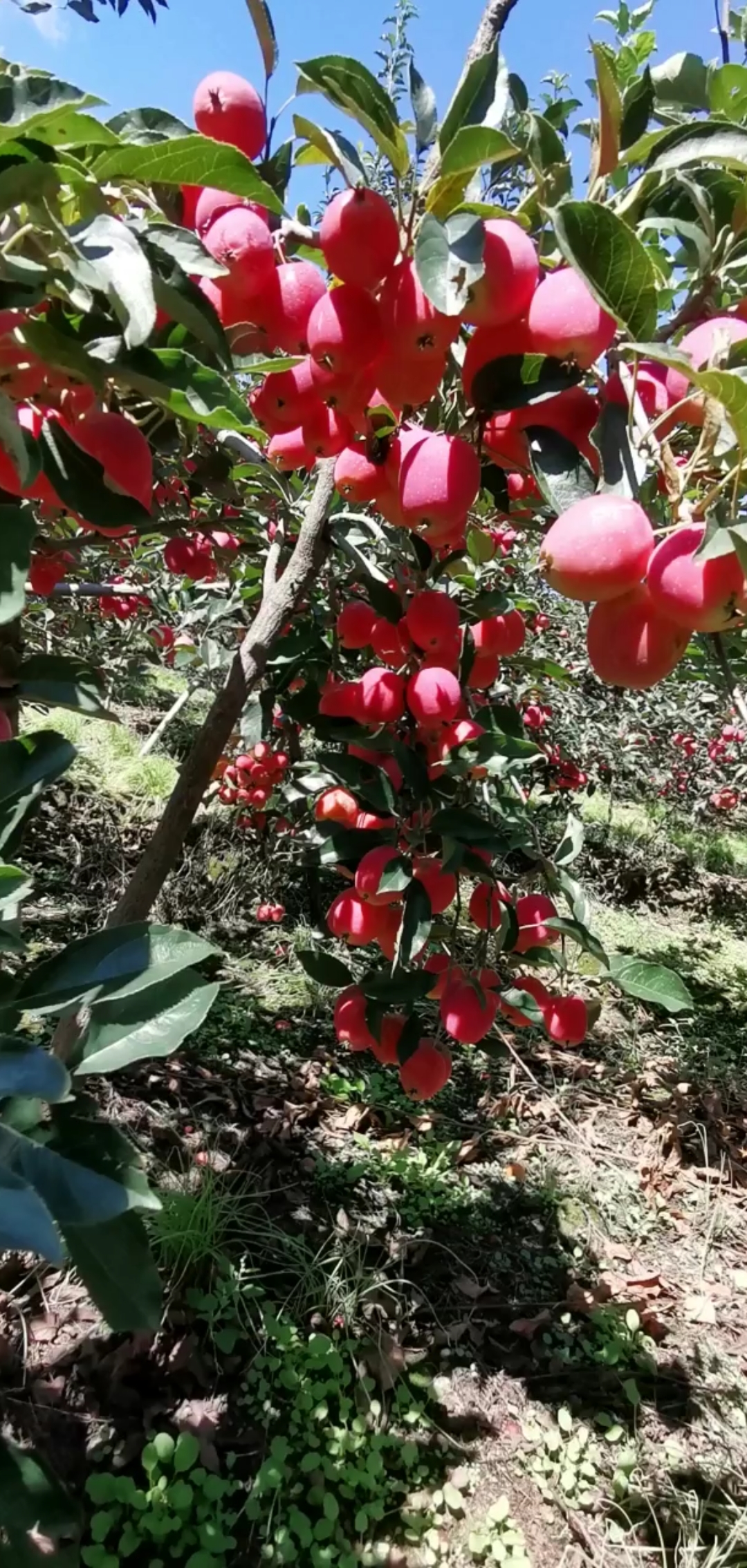 鸡心果树苗#东北特产鸡心果树苗种植管理技术指南