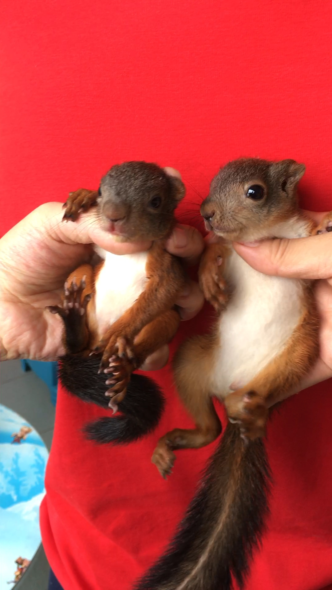 同父异母的松鼠