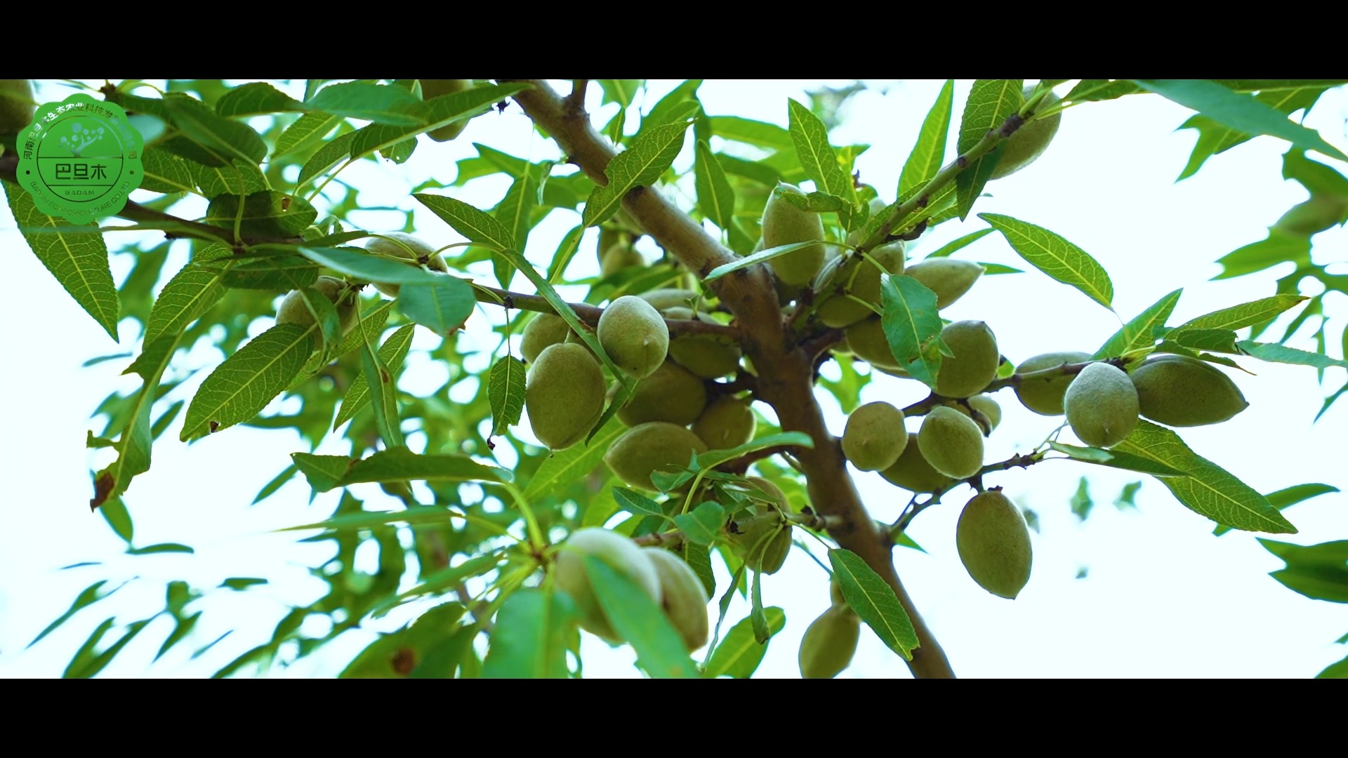 #巴旦木果林#【巴旦木生态农业】三门峡巴旦木种植基地好吃营养价值高