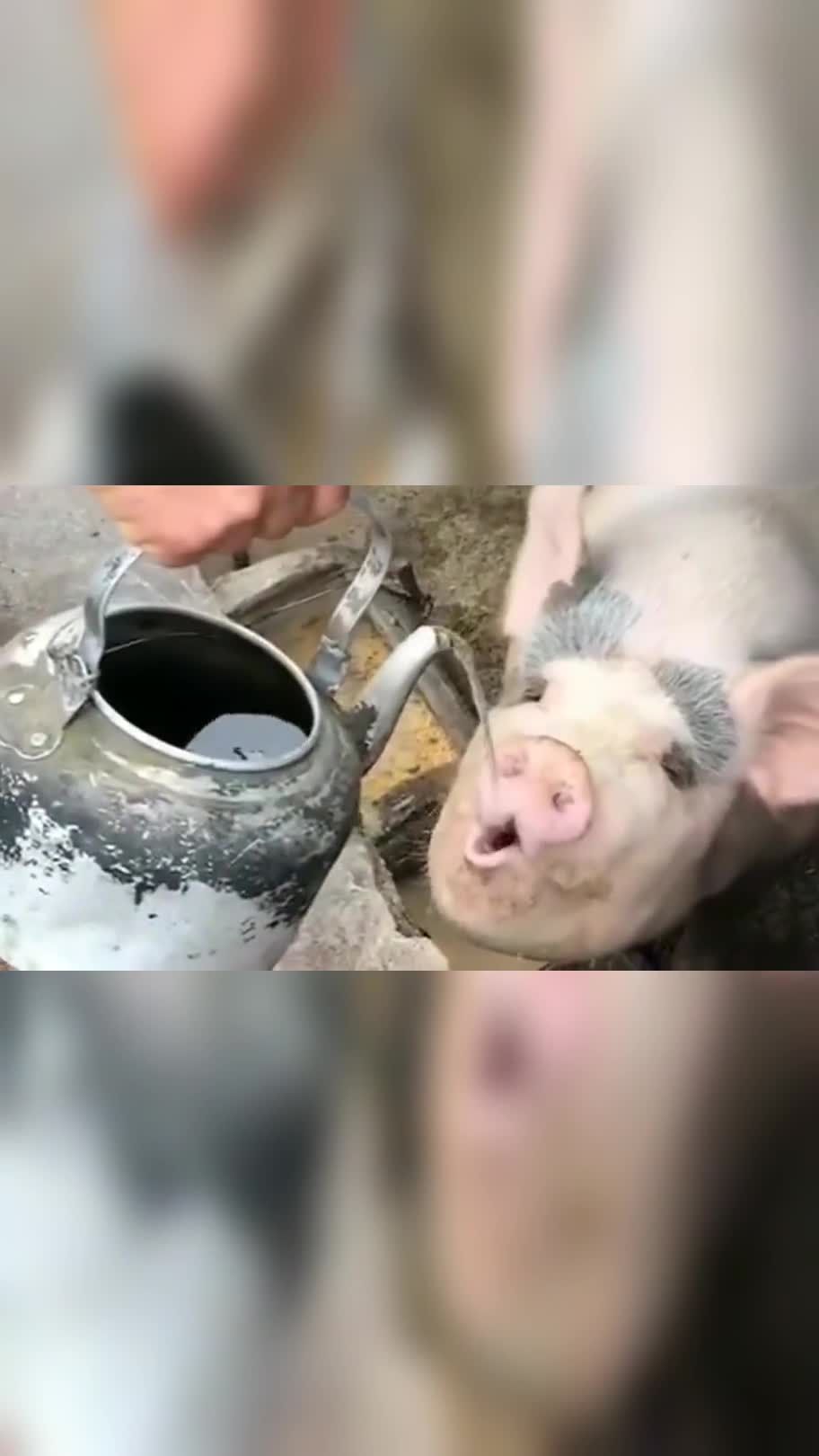 猪喝水整人的表情包图片