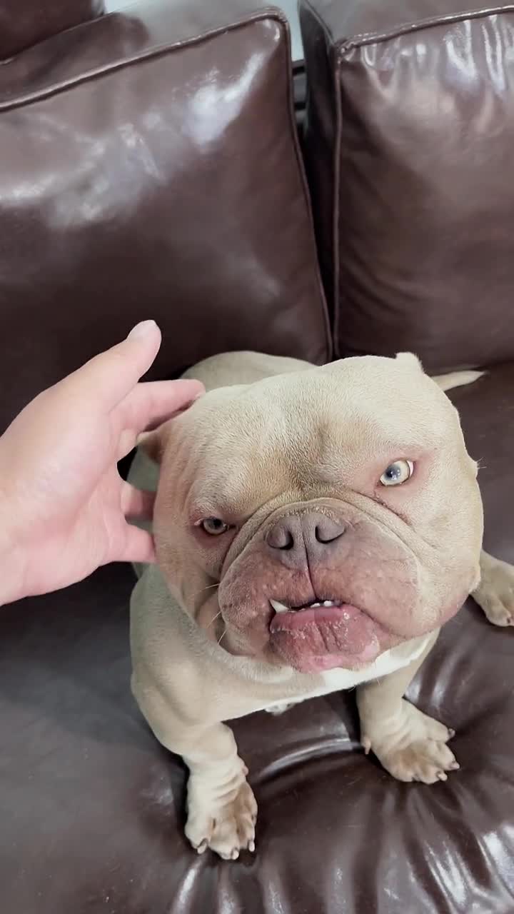 我要上热门长留上仙恶霸犬