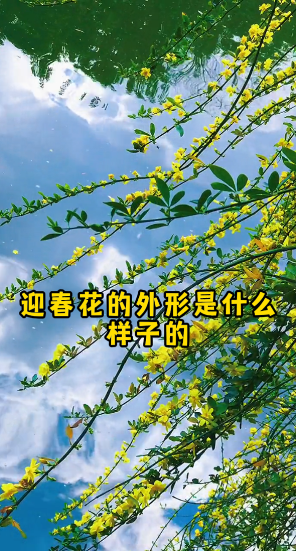 迎春花的外形是什么样子的