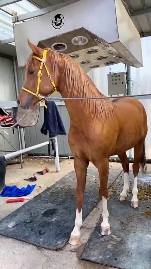 四只马蹄全是白色的,这只马的颜值太高了,爱了爱了!