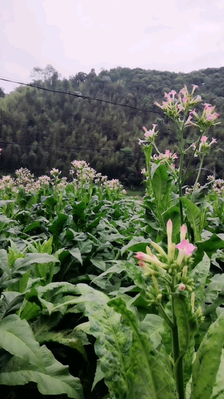 烟草开花的样子图片