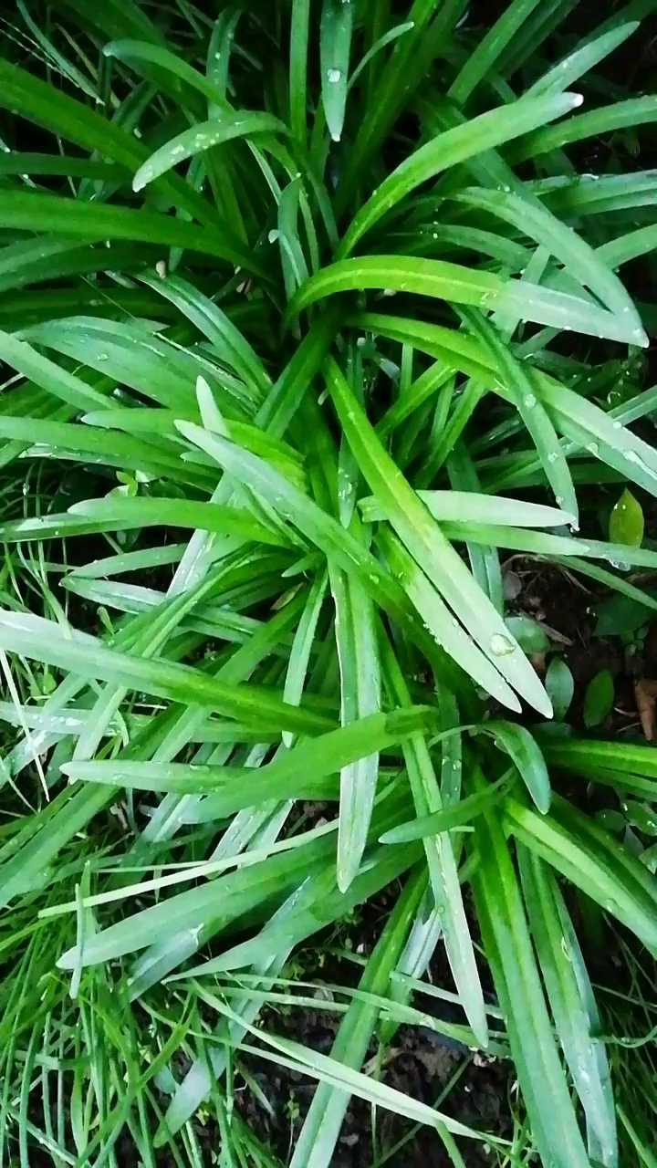 野韭菜,宽叶韭,山韭.