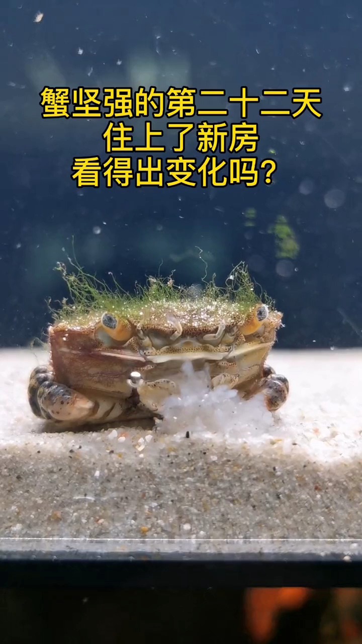 海洋生物#蟹坚强的第二十二天,住上了新房,期待你的蜕壳