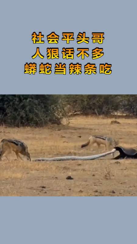 社会平头哥,人狠话不多,蟒蛇当辣条吃!