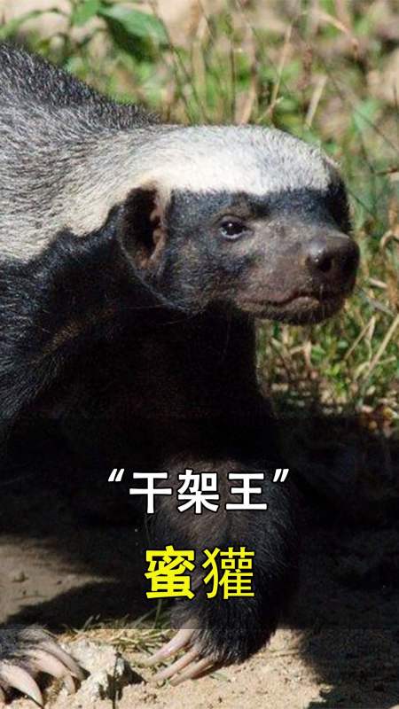 動物界的