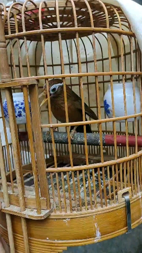 极品母画眉鸟大唱 怎样使它连唱呢-度小视
