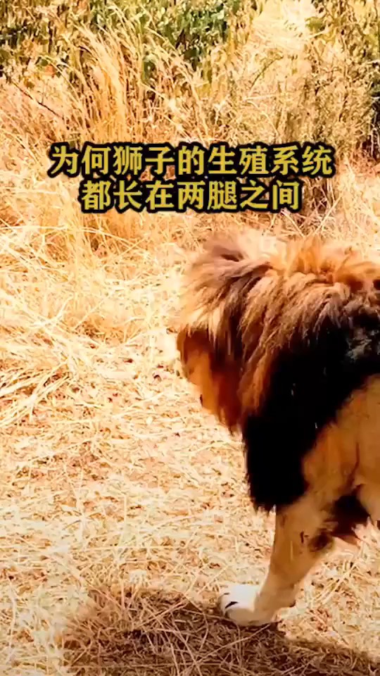 为何狮子的生殖系统都长在两腿之间?