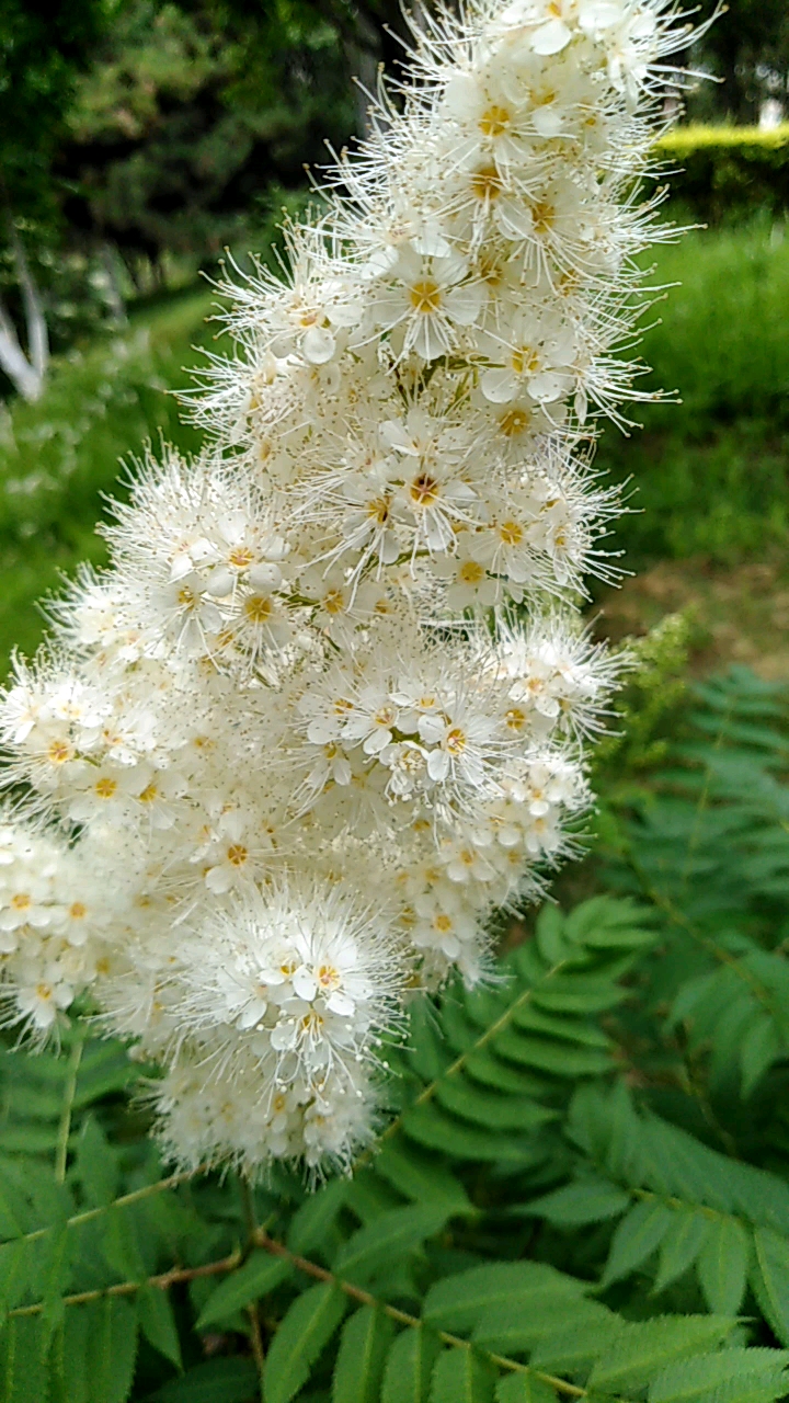 毛茸茸的花,你知道名字吗?-度小视